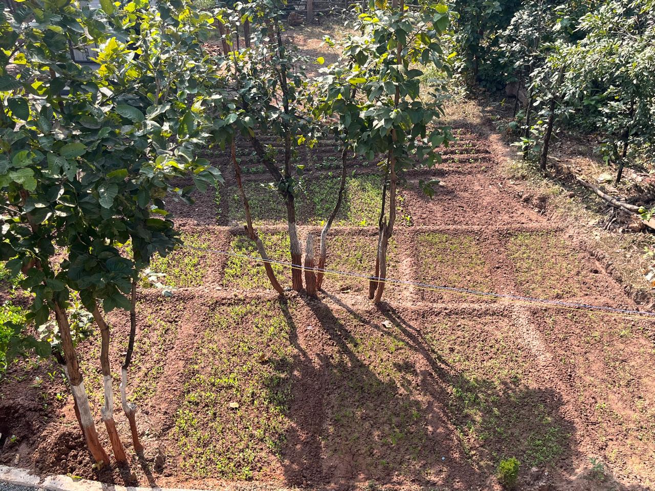Luxury resort pool with palm trees at sunset